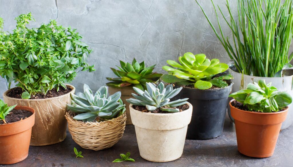 Low-Maintenance Plants for Seniors succulents