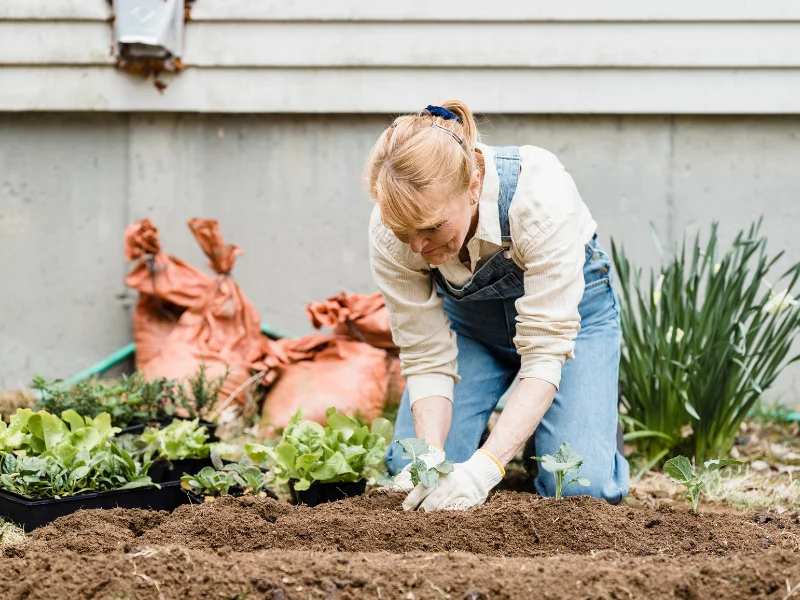 Woman in gardening gloves and overalls kneeling to plant seedlings in a garden bed