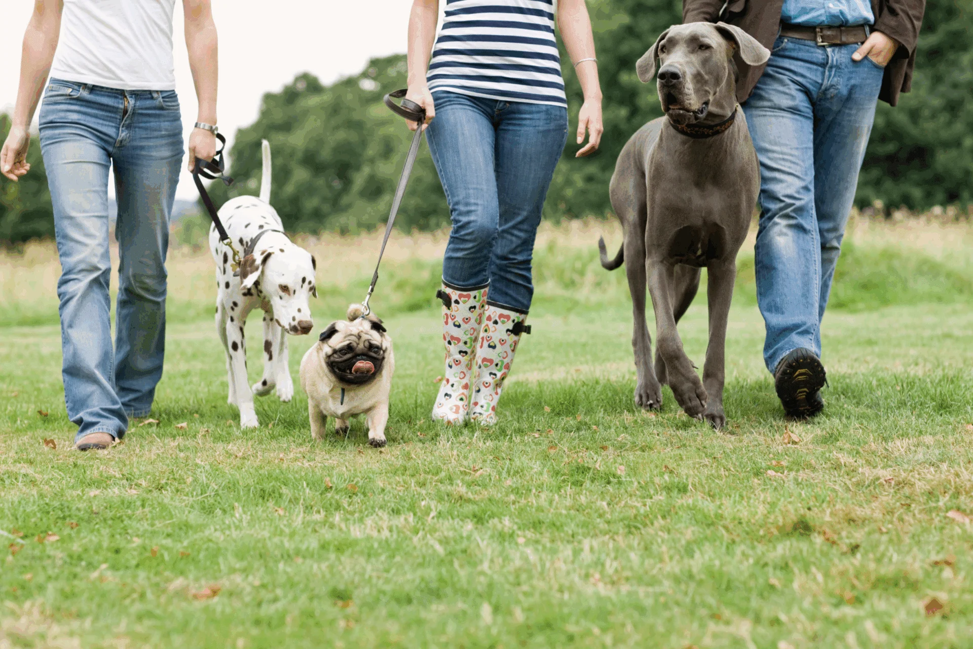 People walking a Dalmatian, a pug and a large gray dog on a grassy lawn