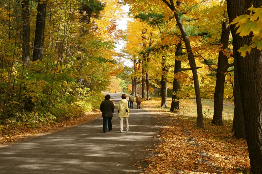 Two people walking down a tree-lined path covered with fallen autumn leaves