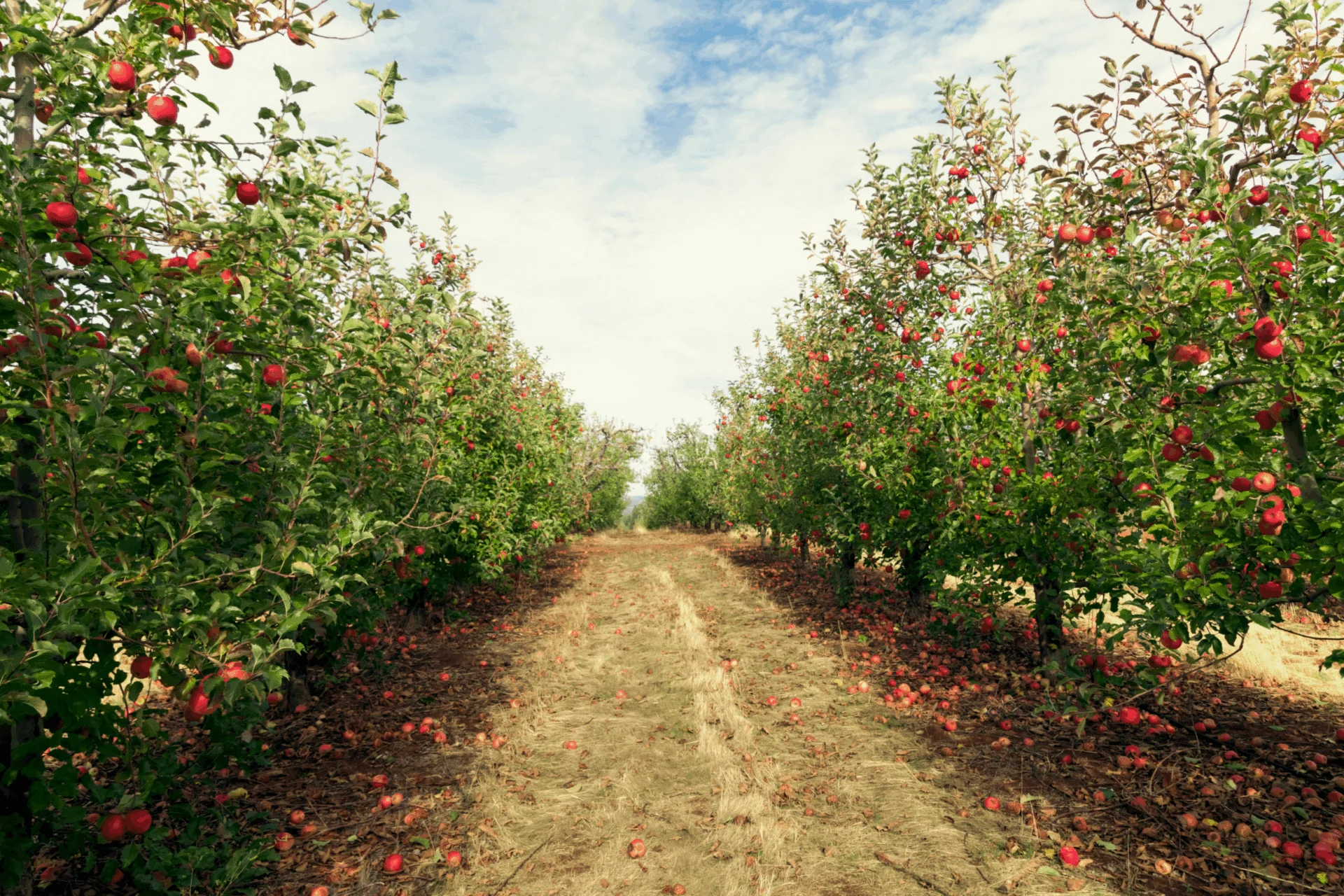 Dirt path between rows of apple trees loaded with red apples