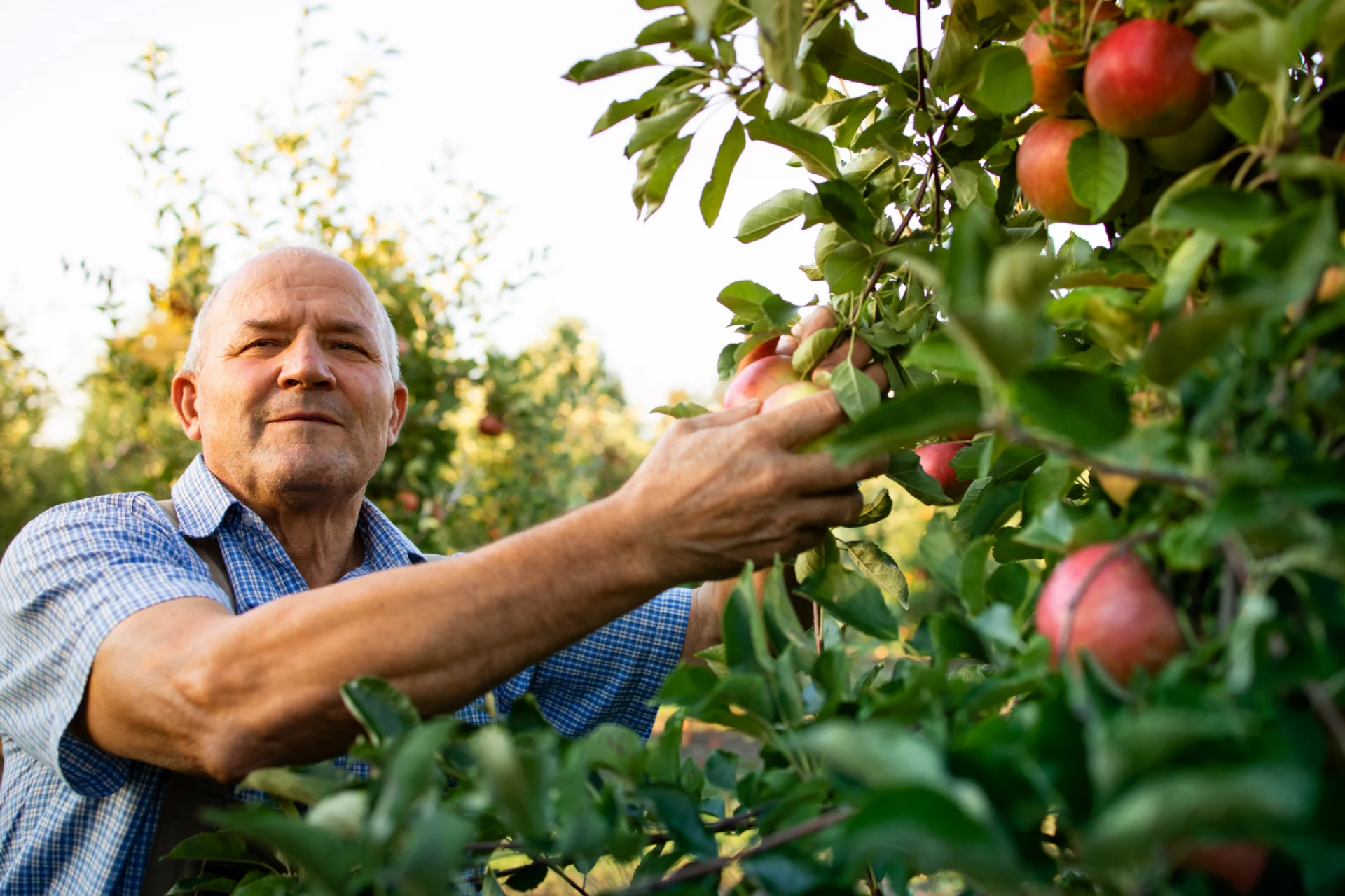 Older man picking a red apple from a tree in an orchard