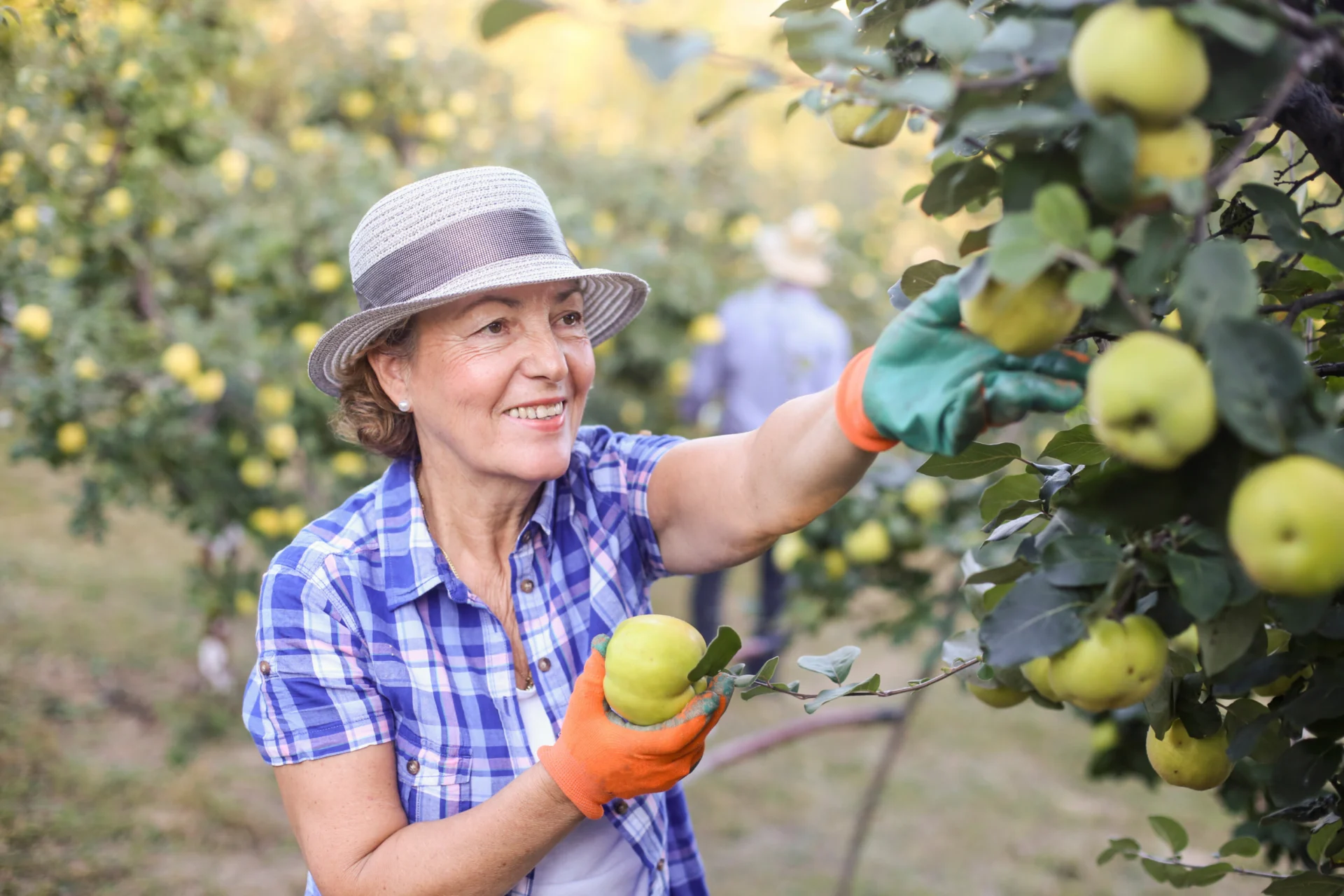 Older woman in a hat and gardening gloves picking a green apple from a tree