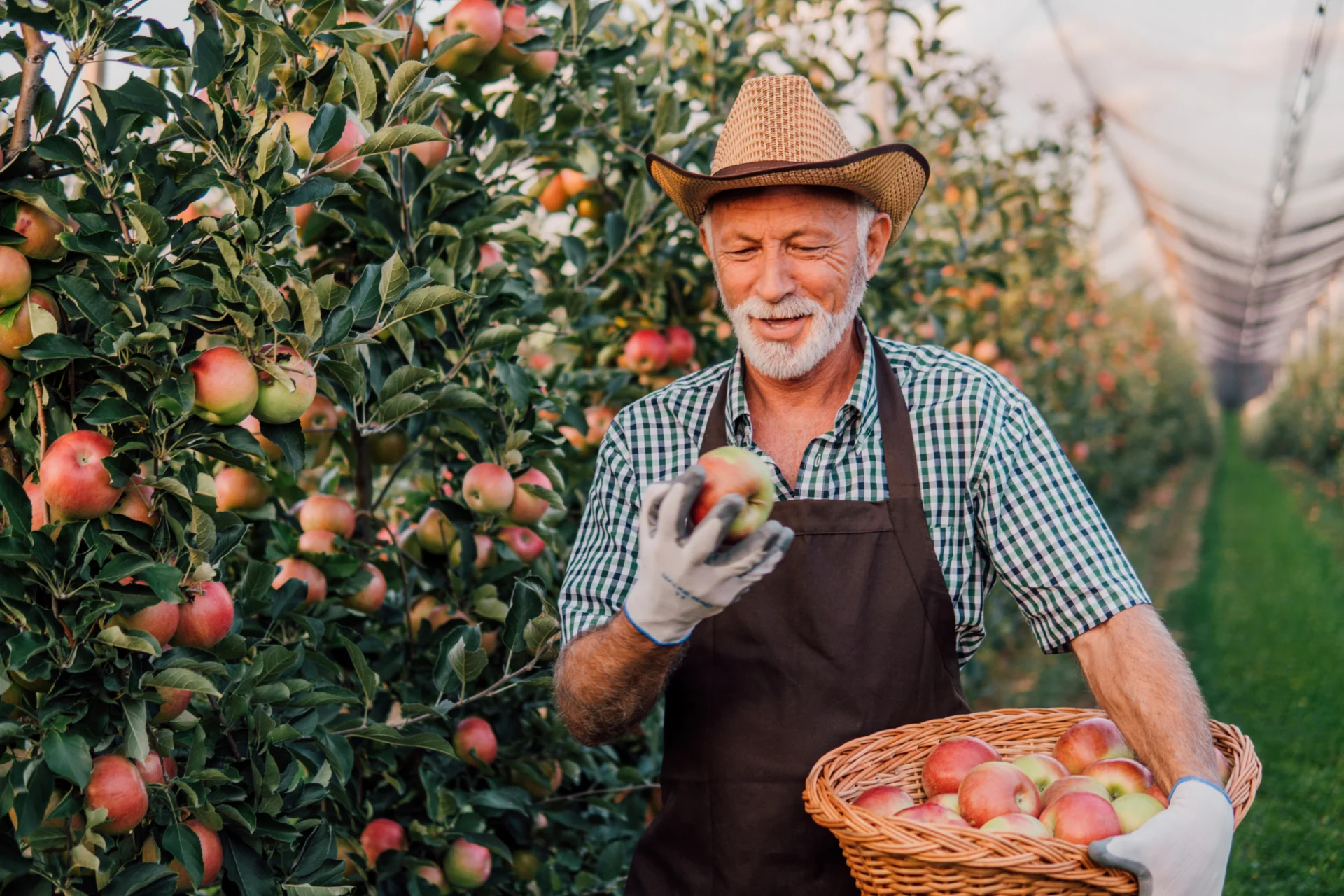 Older man in a straw hat and apron holding an apple, with a basket of apples among the trees