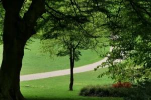 Large tree on a grassy lawn with a curving path