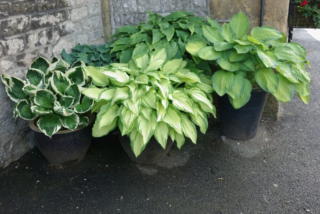 Variegated hostas growing in black planters against a stone wall
