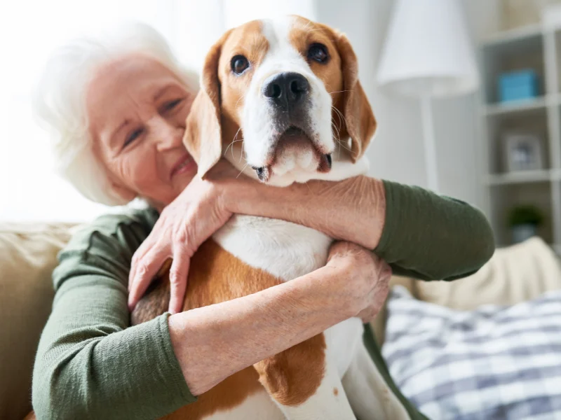 Smiling older woman hugging a beagle at home
