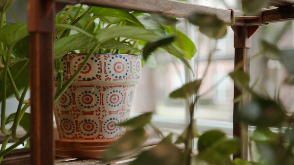 Green plants and a decorative terracotta pot on a garden patio, softly blurred