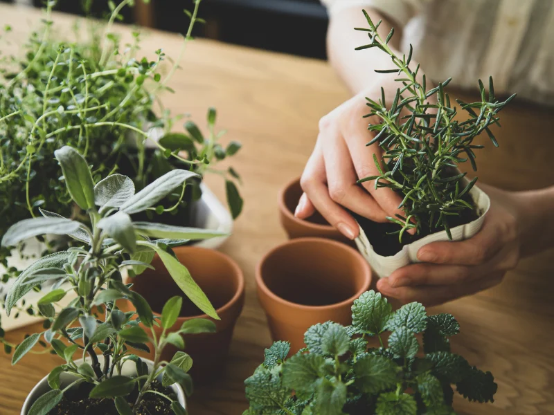 Hands planting a small herb in a terracotta pot, surrounded by leafy herb plants