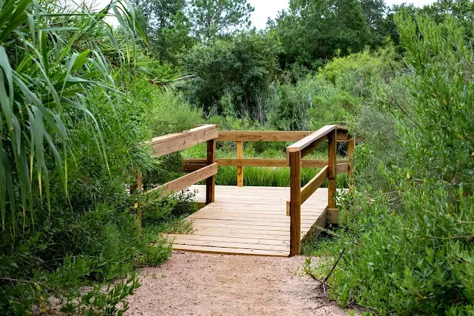 Wooden footbridge and viewing platform surrounded by tall grass and trees