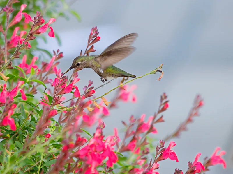 Hummingbird feeding on bright pink flowers