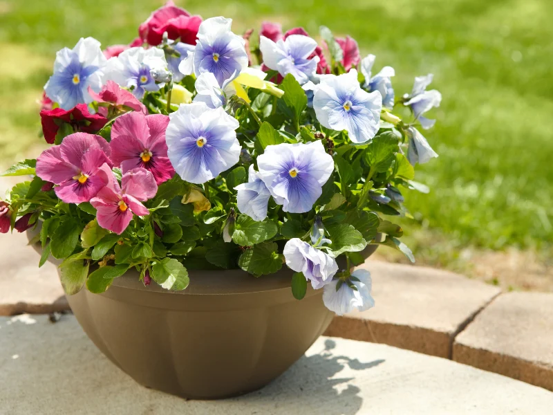 Potted purple, pink and white pansies on a patio